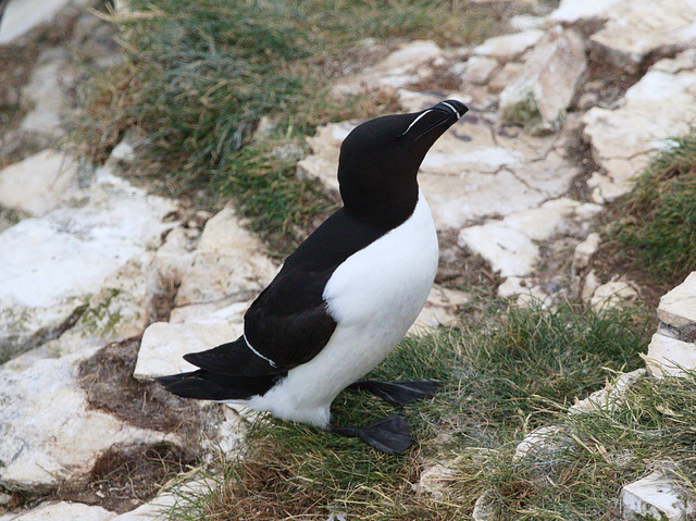 EF7A9573 Razorbill