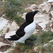 EF7A9573 Razorbill