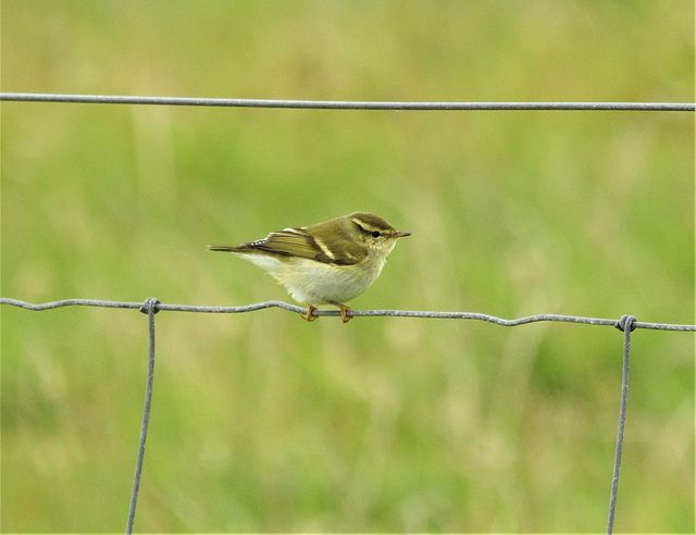 Yellow-browed Warbler - Phylloscopus inornatus