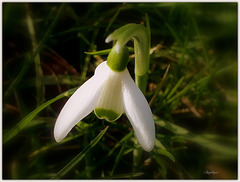 Les premiers Perce-neige , bonne soirée et bon mardi à tous ❤️