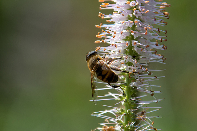 20140801 4470VRAw [D~E] Schwebfliege, Gruga-Park, Essen