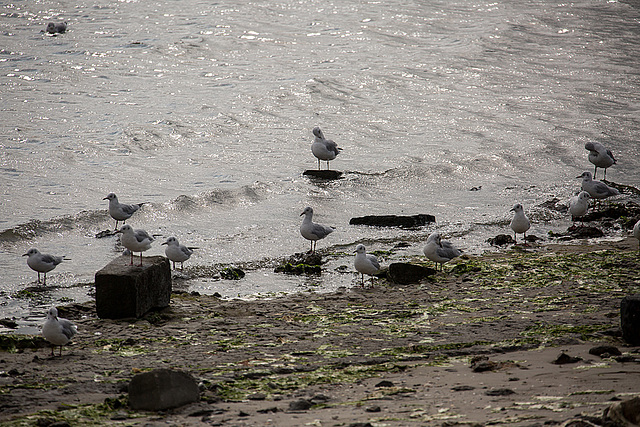 20140914 5281VRAw [NL] Möwen, Terschelling