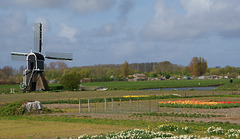 Windmühle bei Noordwijk