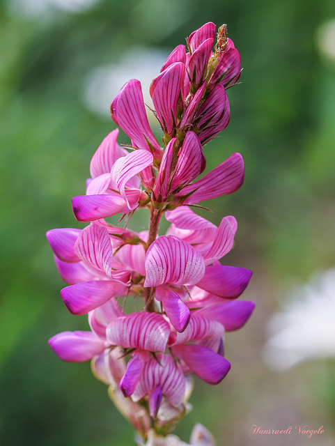 Esparsette/Onobrychis viciifolia