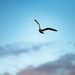 Gull in flight