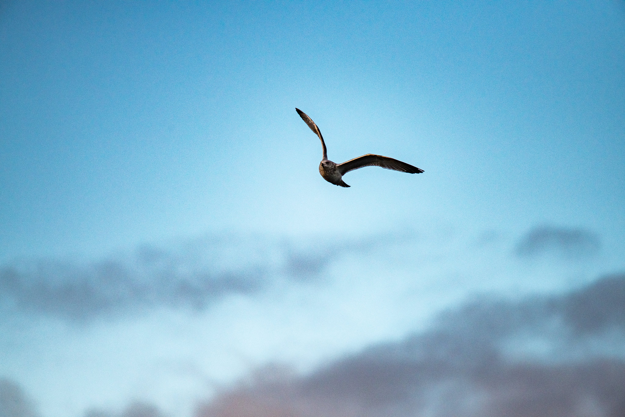 Gull in flight