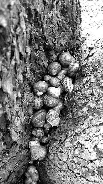 snail congregation