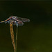 Large white-faced darter, Yellow-spotted whiteface ~ Gevlekte witsnuitlibel (Leucorrhinia pectoralis), ♂...