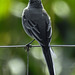 20190904 5771CPw [D~VR] Bachstelze (Motacilla alba), Groß Mohrdorf-Gümz