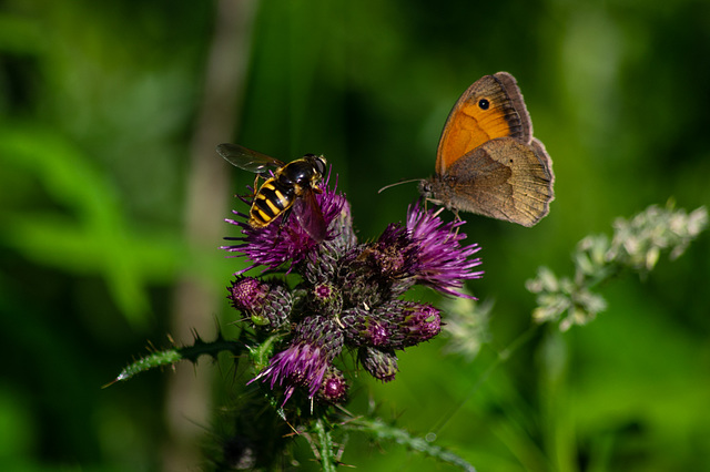 Hoverfly and Meadow Brown Butterfly
