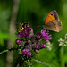 Hoverfly and Meadow Brown Butterfly