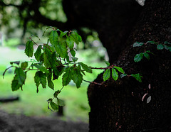 Locksbrook Tree