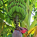 A banana tree just at the bottom of the garden