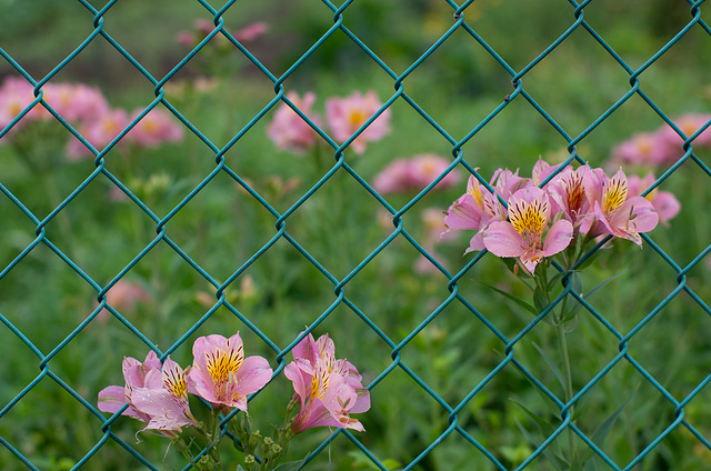 Alstroemeria ligtu