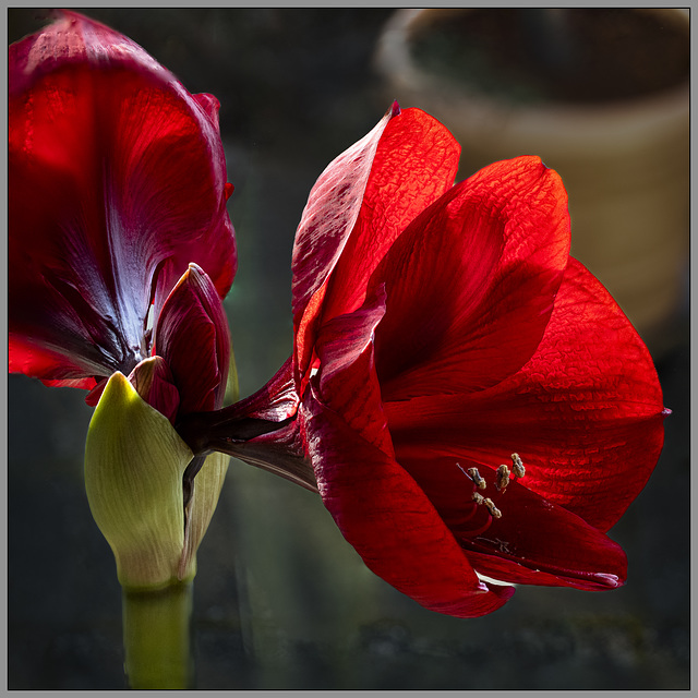 Amaryllis