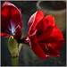 Amaryllis