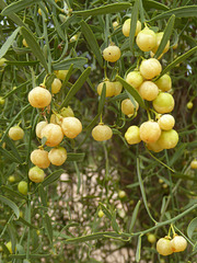 Citrus glauca