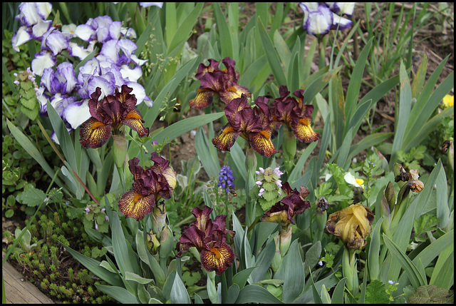 Iris nain 'Firestorm'