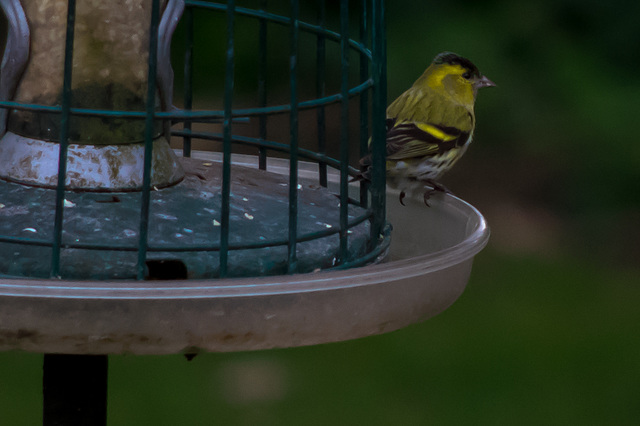 Male Siskin