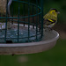 Male Siskin