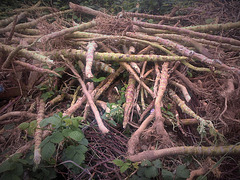 Uprooted