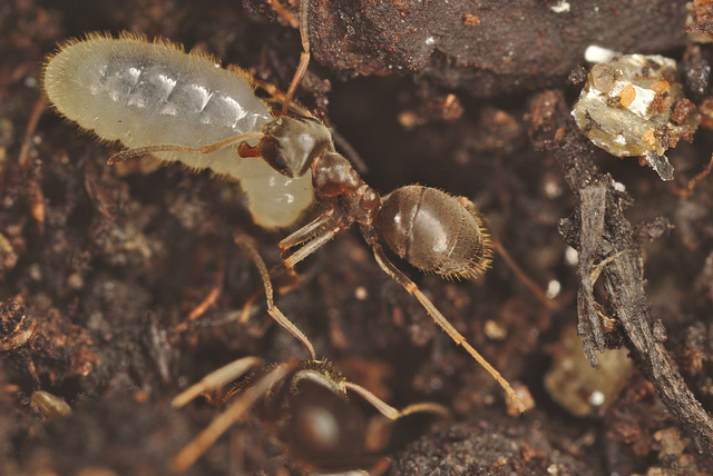 EF7A8285lnigerwithlarva