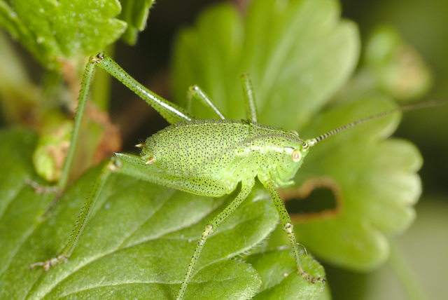 EF7A9921bushcricket