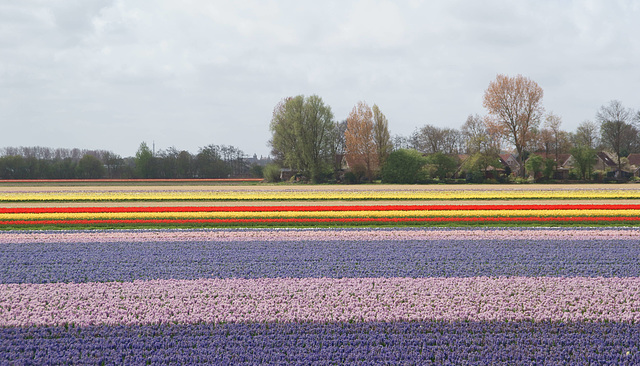 Bollenstreek 17