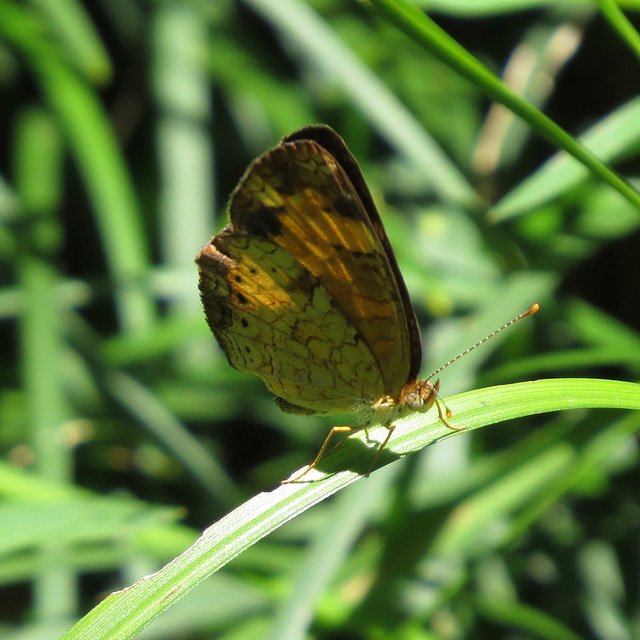 Silvery checkerspot butterfly