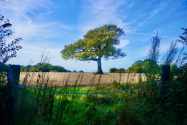 Lone Tree