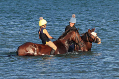 EOS 90D Peter Harriman 19 58 48 33412 seaPonies dpp