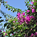 Everywhere there's bougainvillea