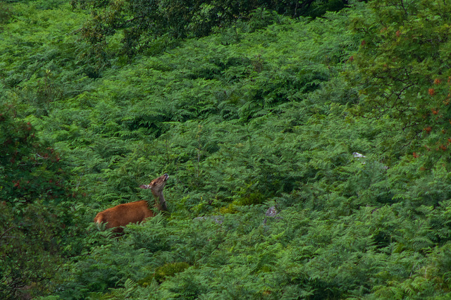 Red Deer below Curbar Edge -7070