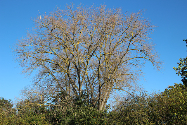 Hogsmill Open Space