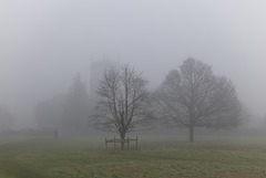 Misty morning trees