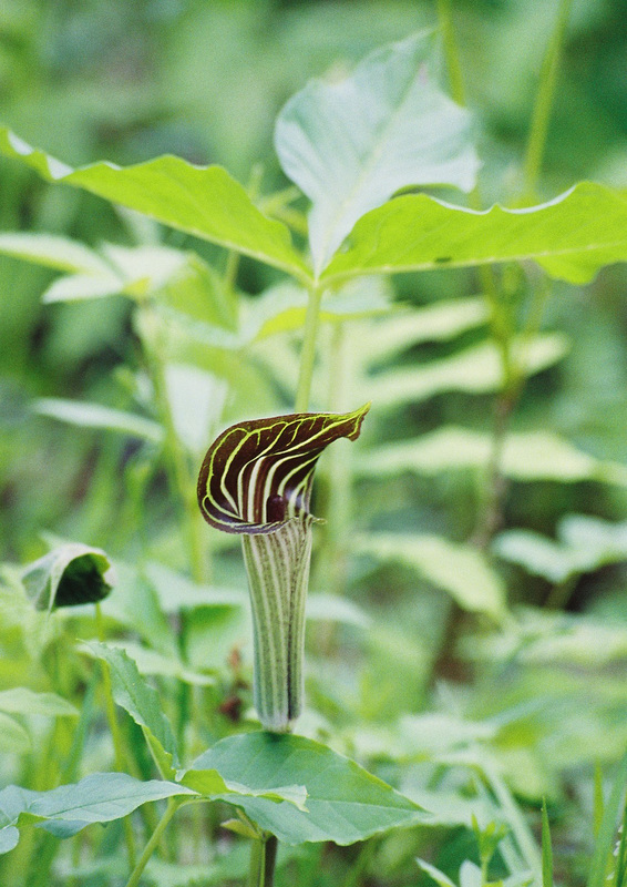 arisème petit-prêcheur/jack-in-the-pulpit