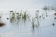 Birds and Reeds