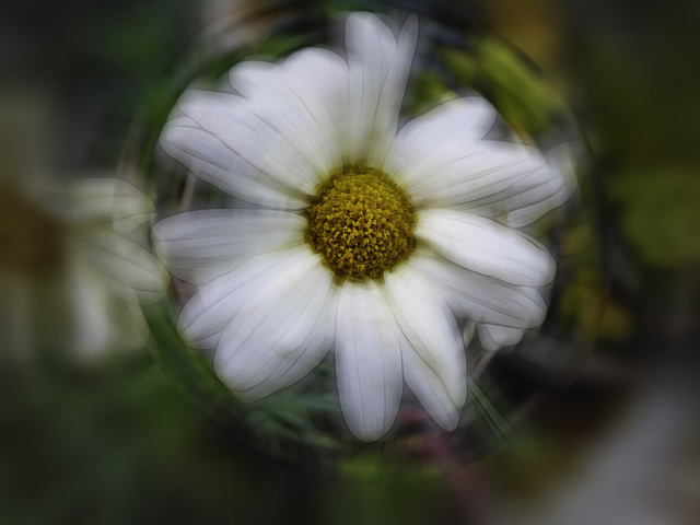 Impession of a distorted Daisy