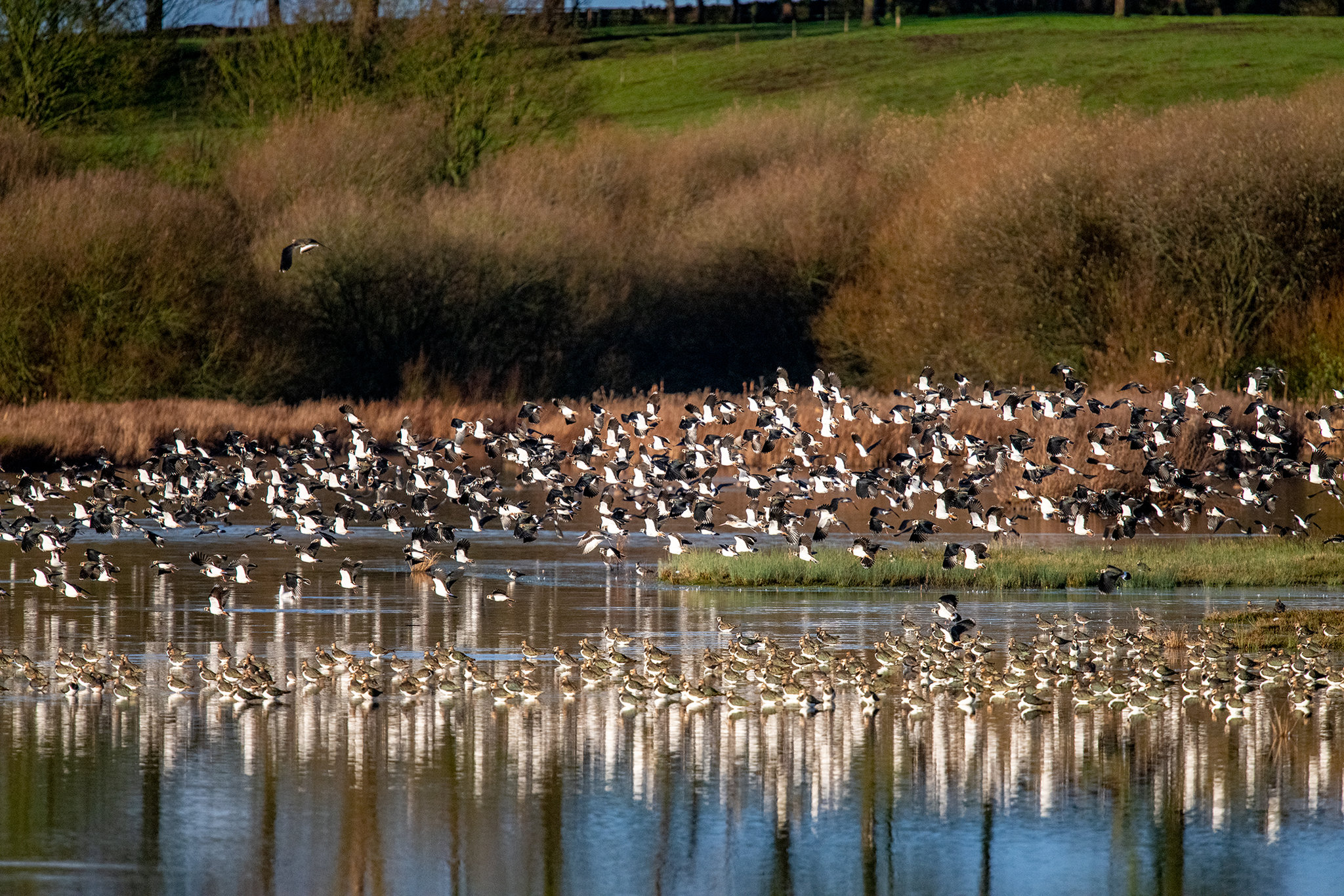 Lapwings