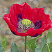 Poppy (1)