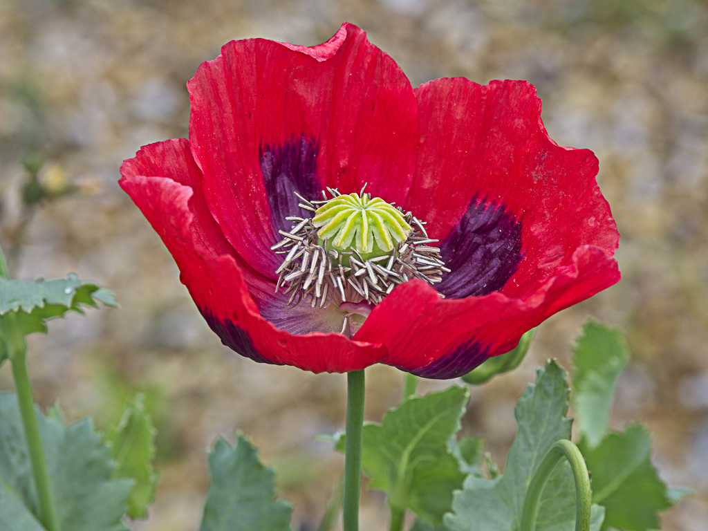 Poppy (1)