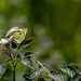 Large White Butterfly