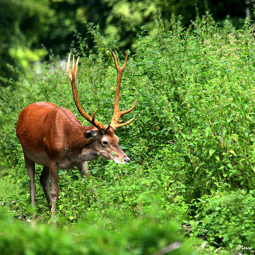 Dans la verdure