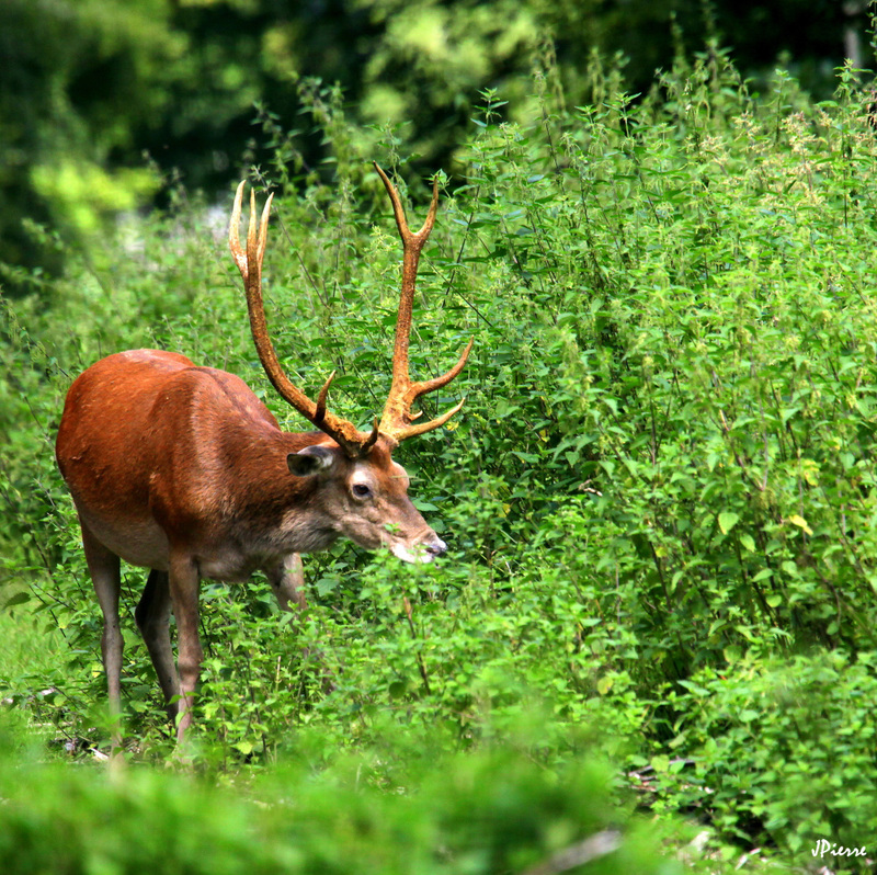 Dans la verdure