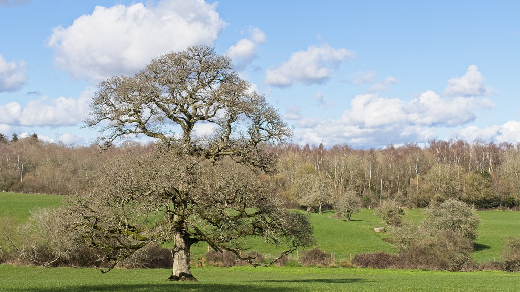 Oak Tree