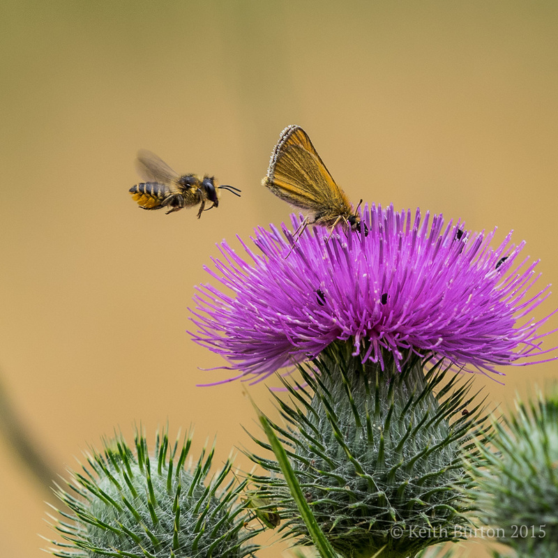 Bee's behind you.............................