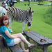A Zebra Tries to Steal My Beer!