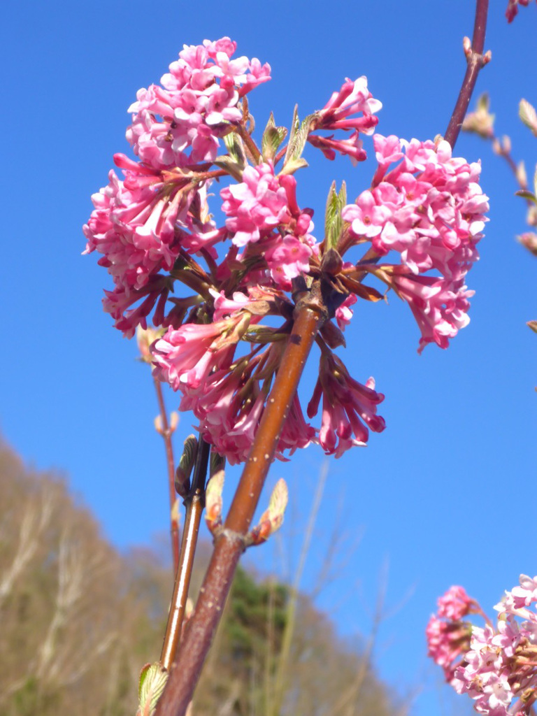 Duftschneeball - Viburnum farreri