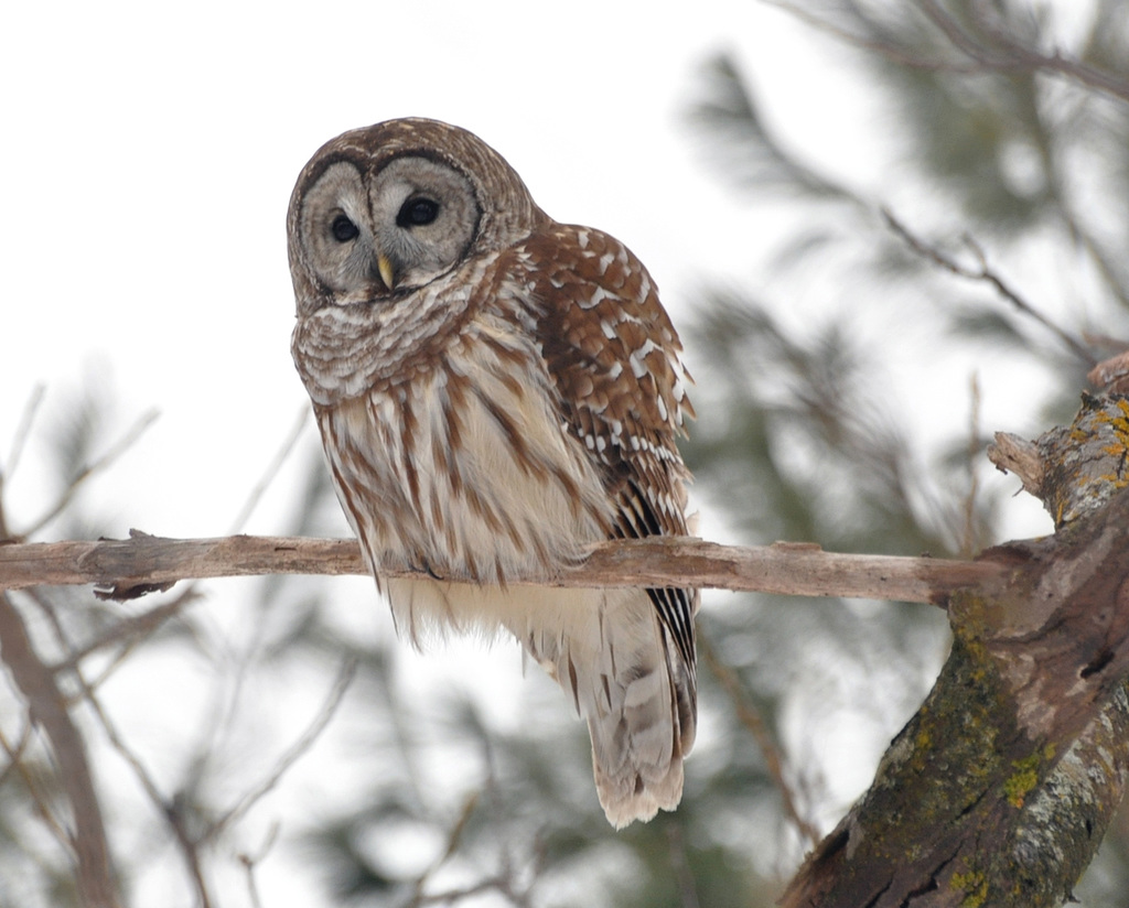 owl St Bruno Jan 5 2019 DSC 1152-3