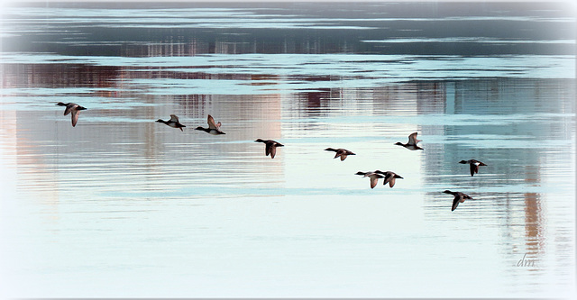 Mergansers